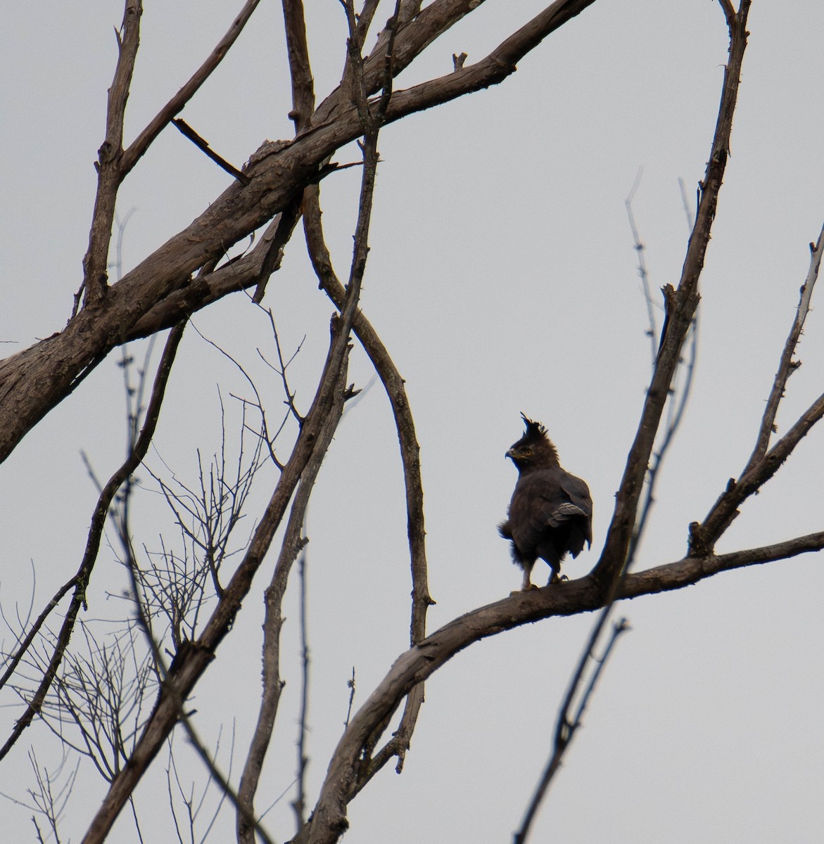 Long-crested Eagle - ML647245818