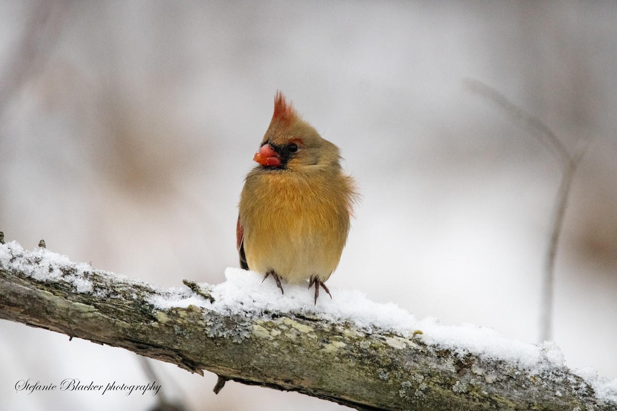Northern Cardinal - ML647245824