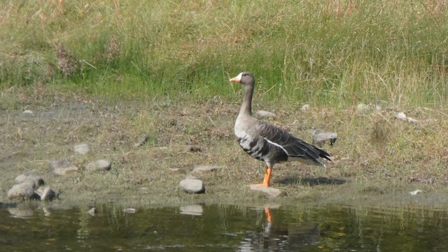 Antzara muturzuria - ML647245840