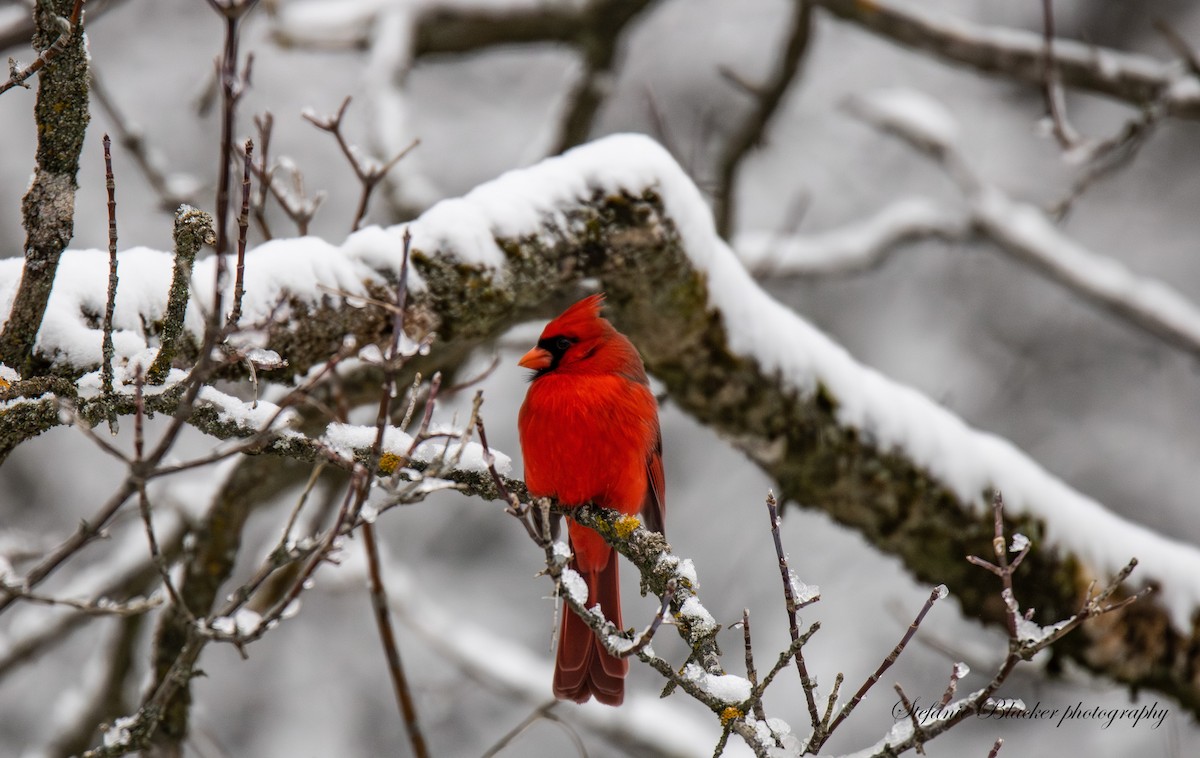 Northern Cardinal - ML647245841