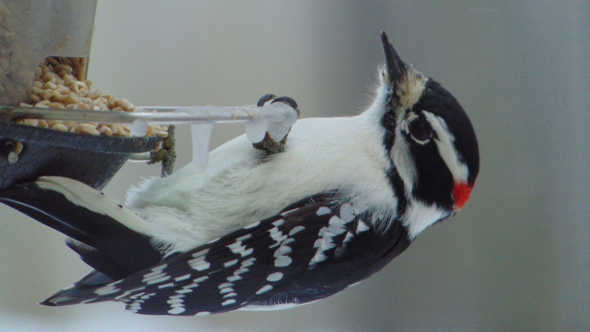 Downy Woodpecker - ML647245867