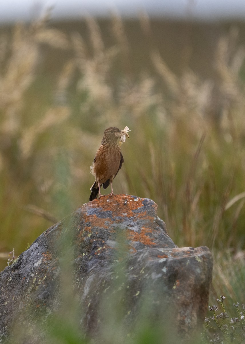 Cape Clapper Lark - ML647245879