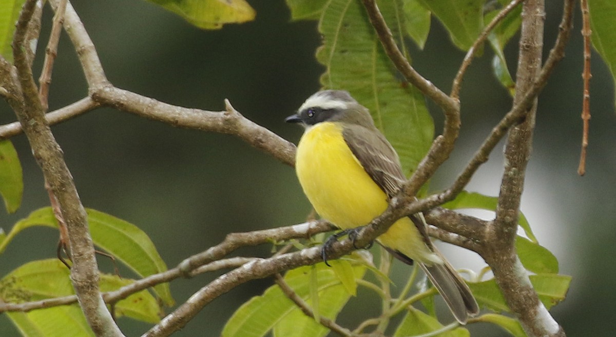 Tyran sociable - ML647245880