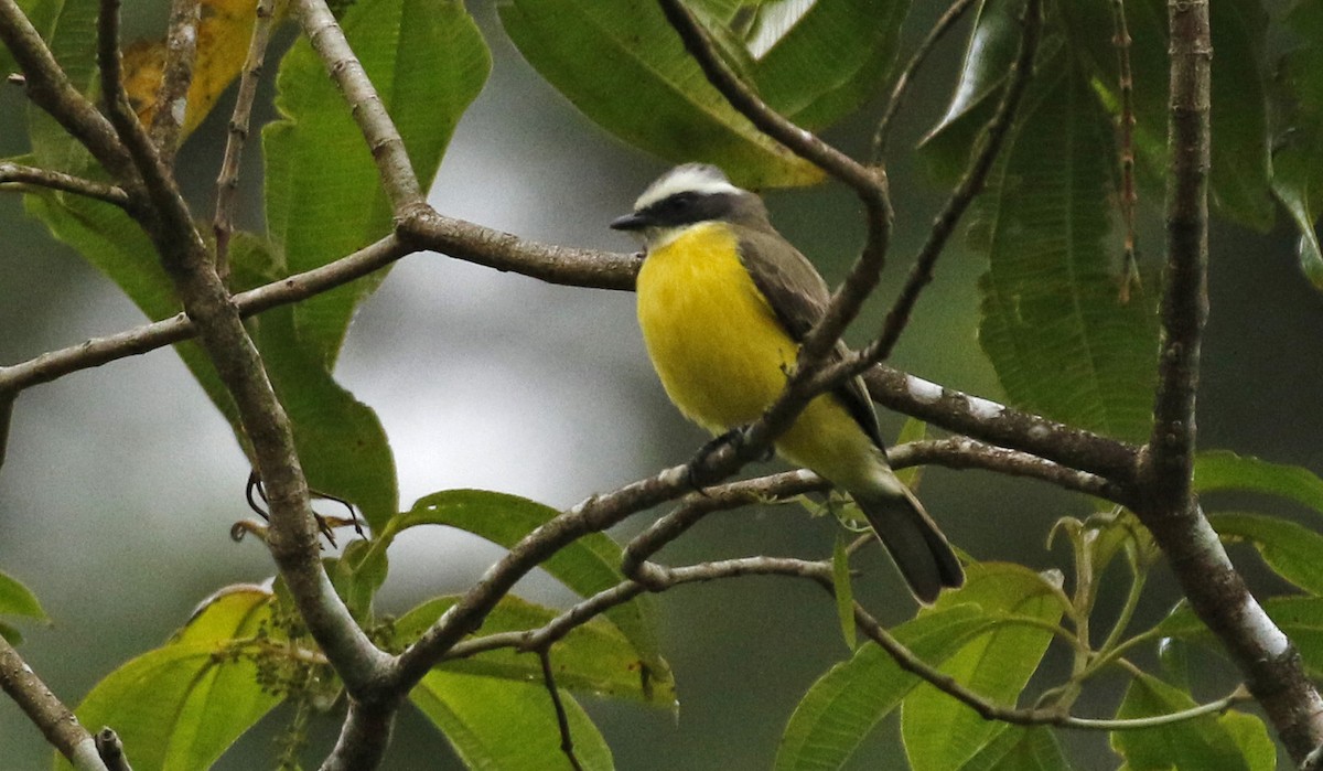 Tyran sociable - ML647245881