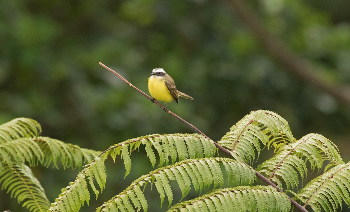 Tyran sociable - ML647245882