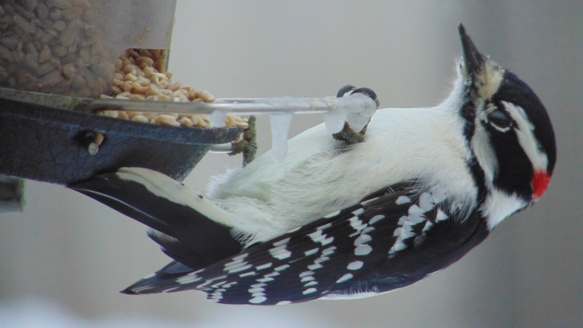 Downy Woodpecker - ML647245896