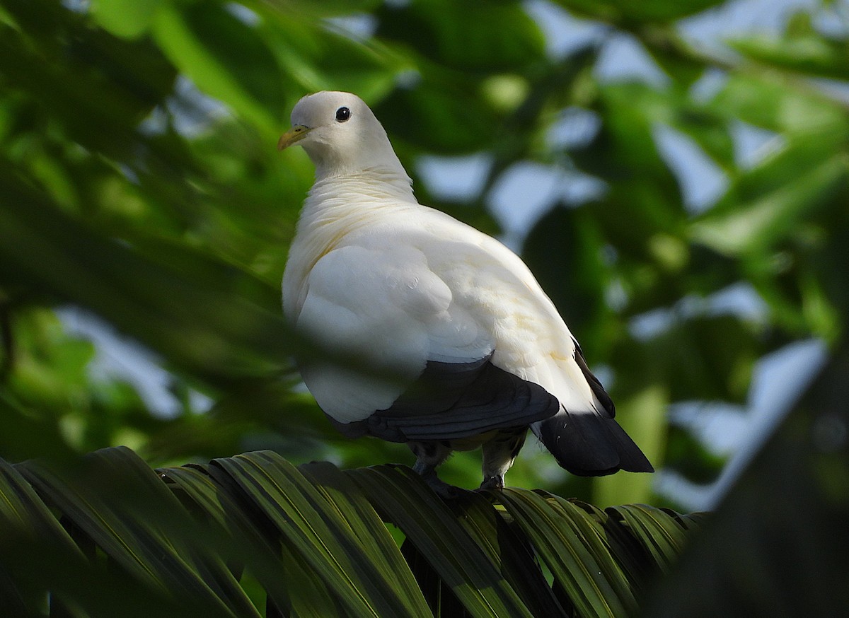 Torresian Imperial-Pigeon - ML647245903