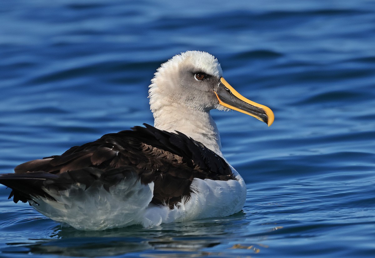 Buller's Albatross - ML647245904