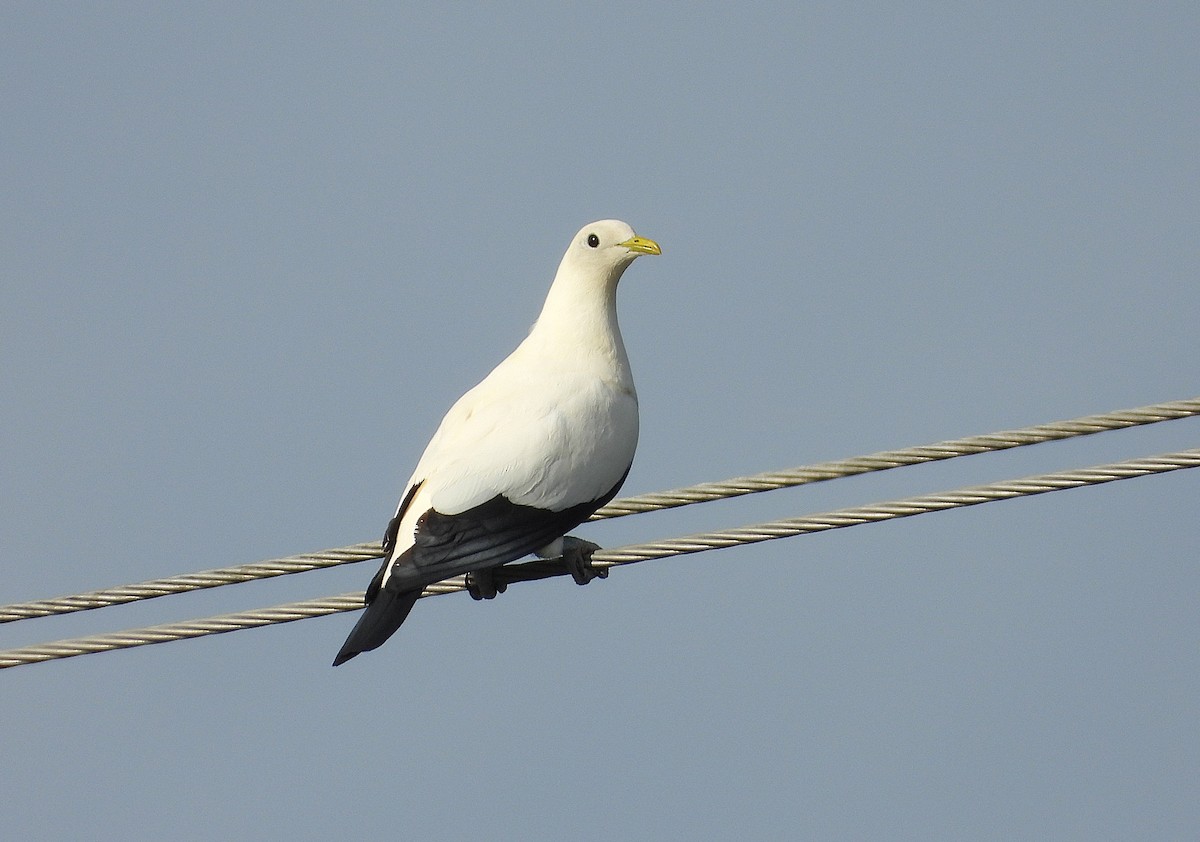 Torresian Imperial-Pigeon - ML647245905
