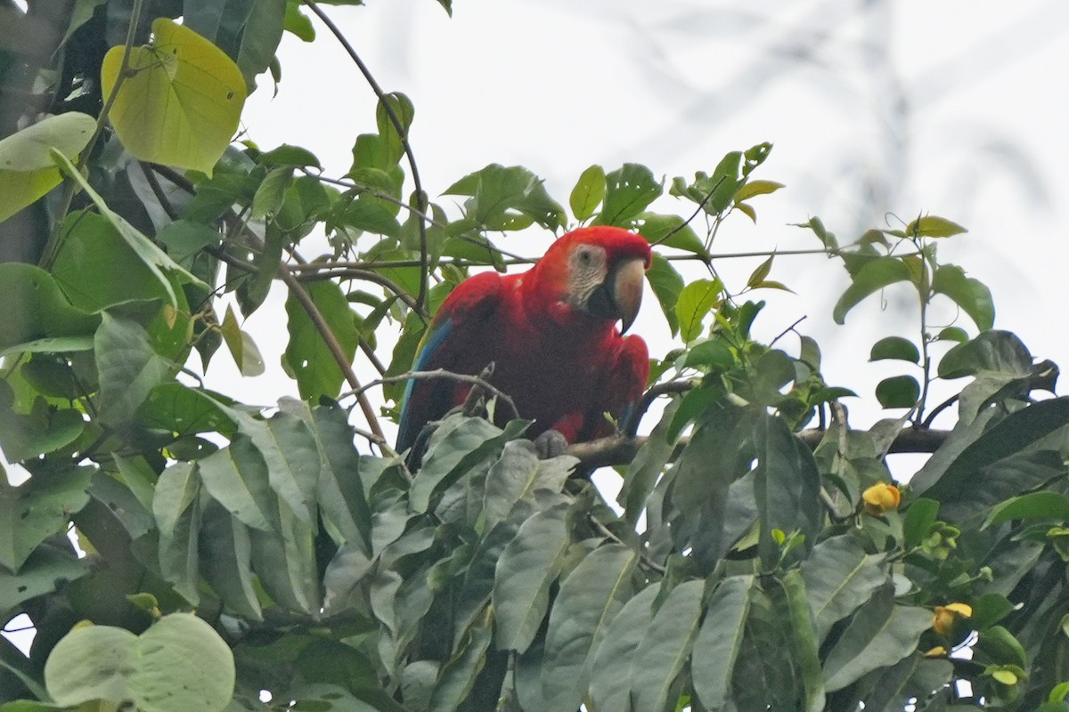 Scarlet Macaw - ML647245925