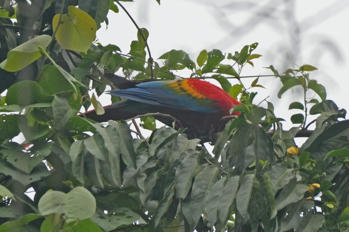 Scarlet Macaw - ML647245927