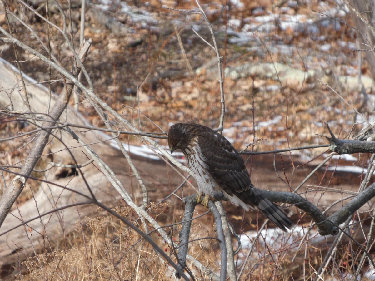 Cooper Atmacası - ML647245931