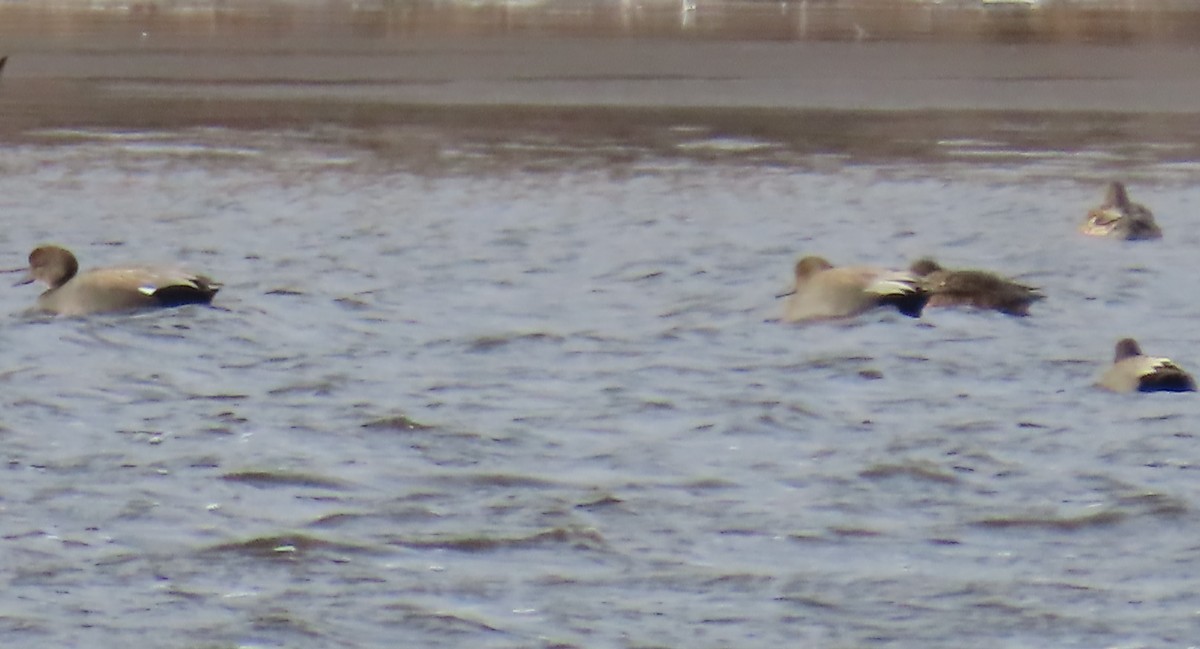 Gadwall - ML647245937