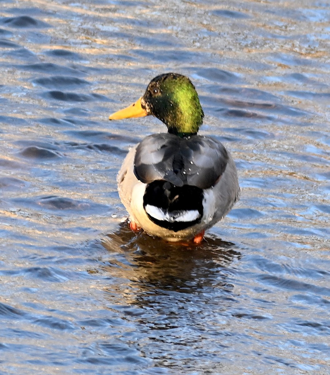 Yeşilbaş - ML647245942