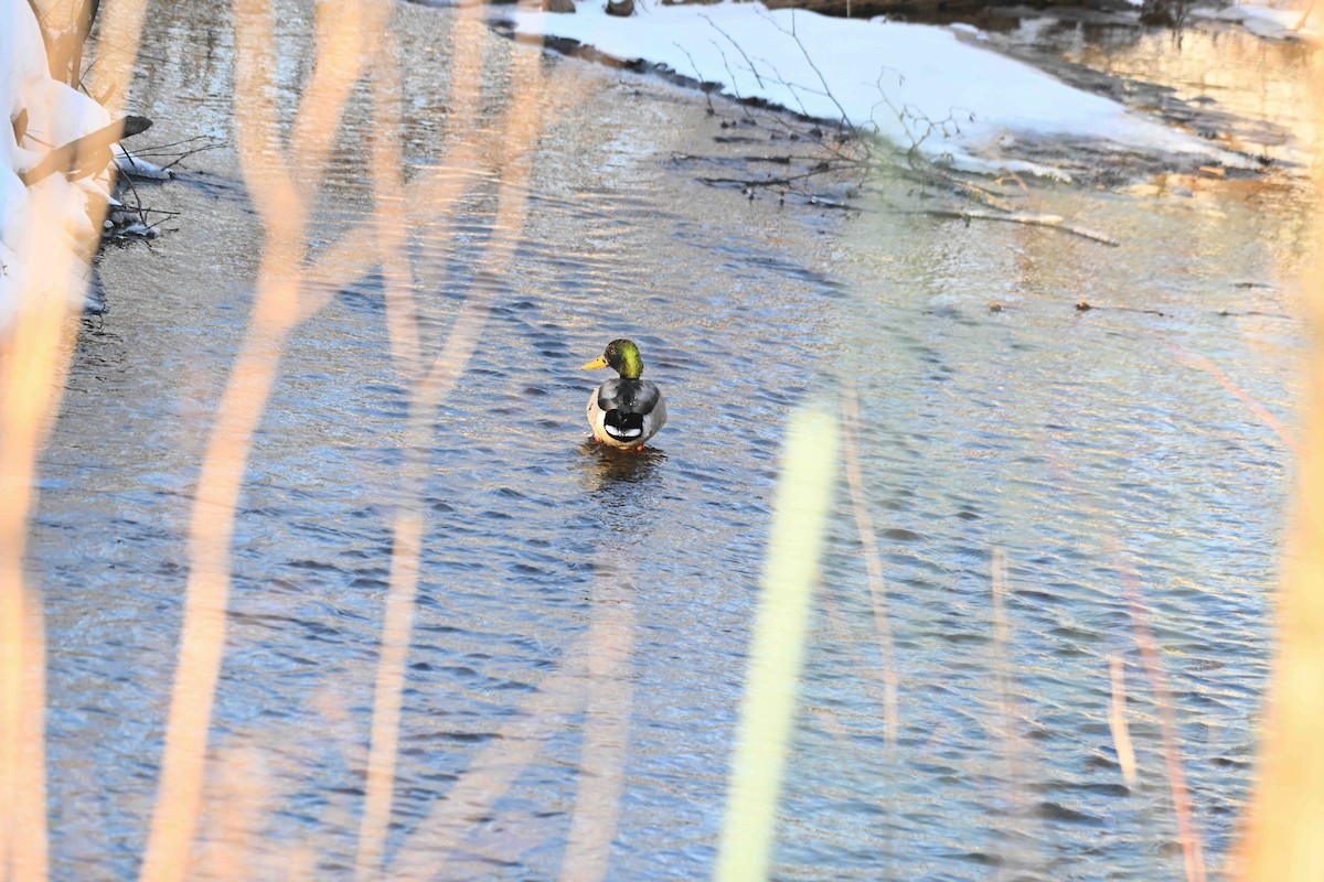 Yeşilbaş - ML647245943