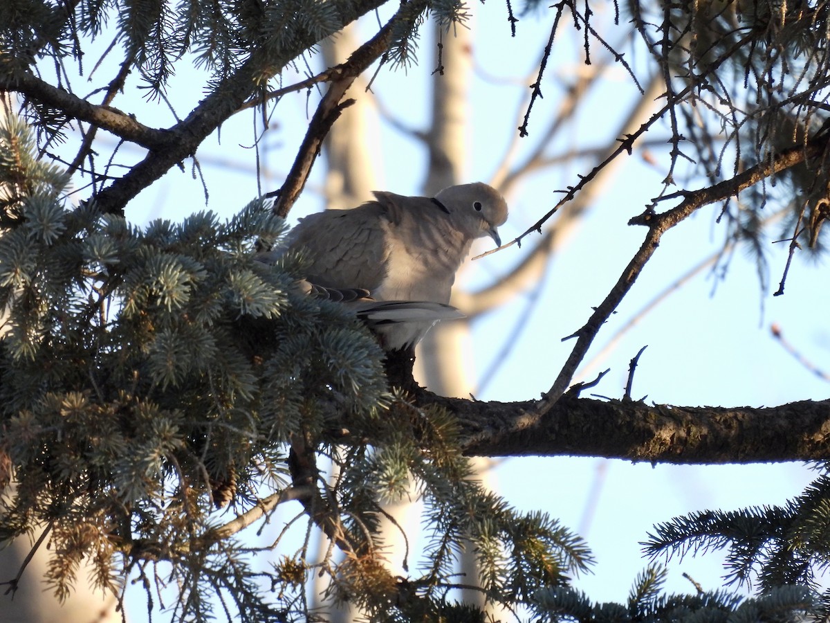 hrdlička zahradní - ML647245971