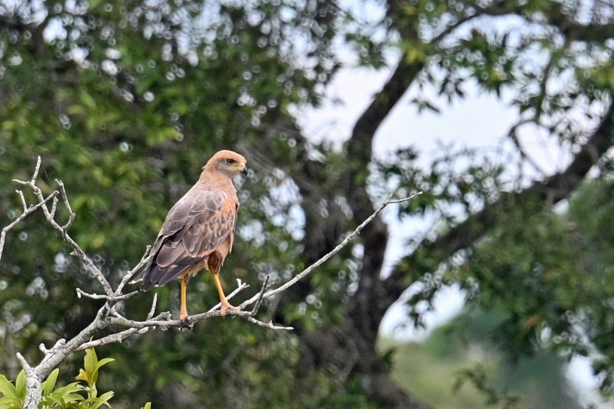Busardo Sabanero - ML647245987