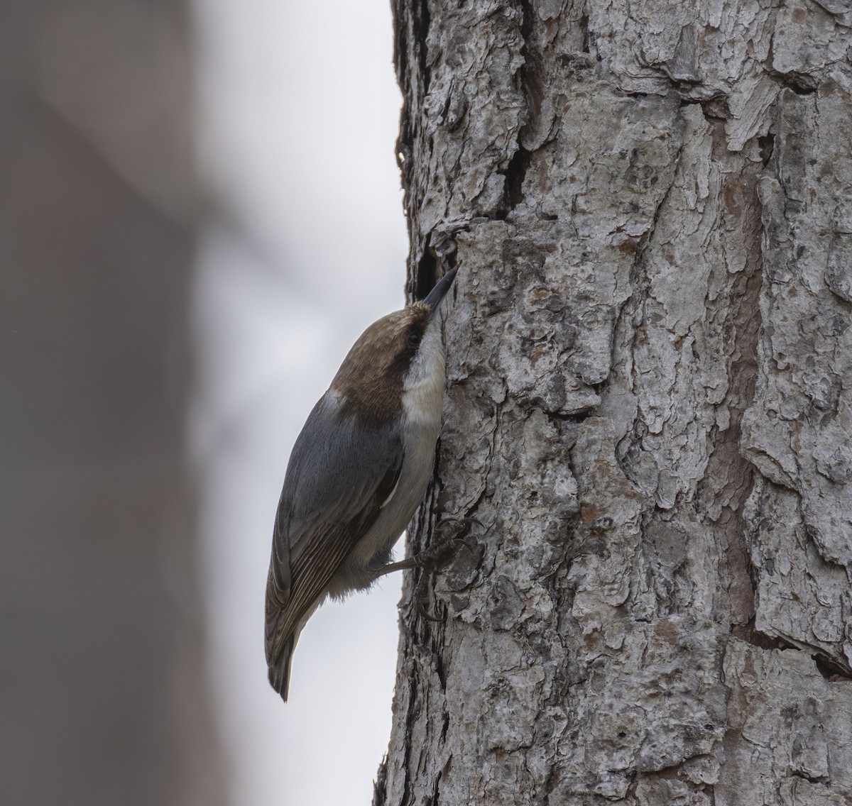 Brown-headed Nuthatch - ML647245992