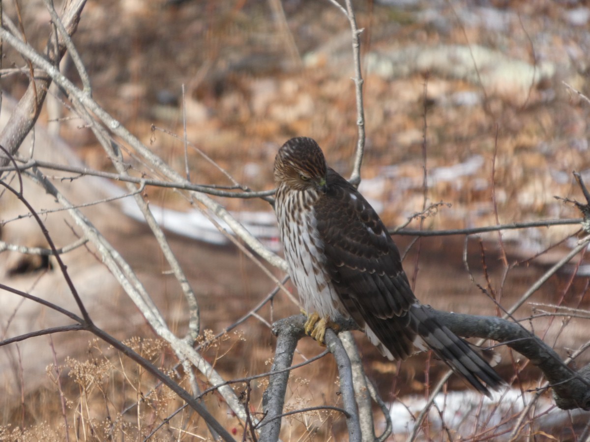 Cooper Atmacası - ML647246009