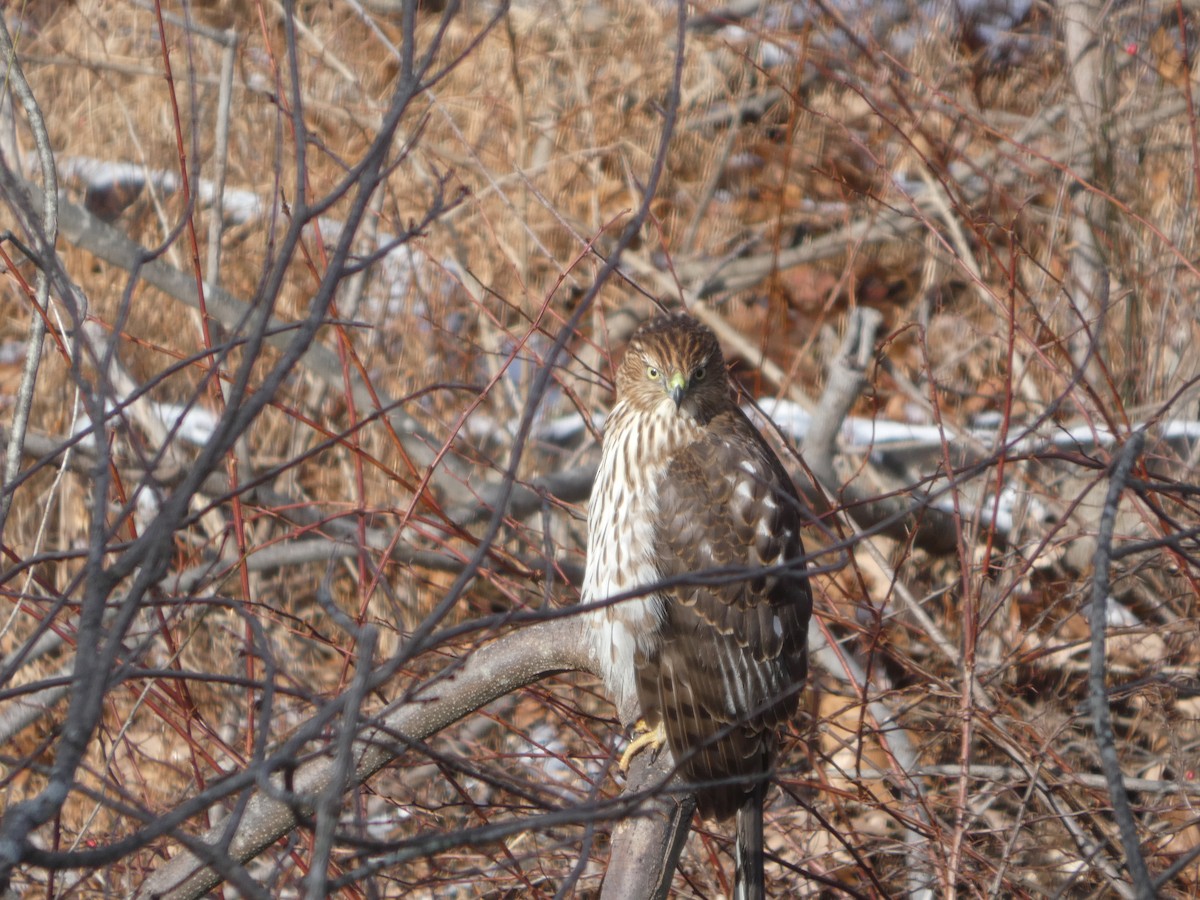 Cooper Atmacası - ML647246014