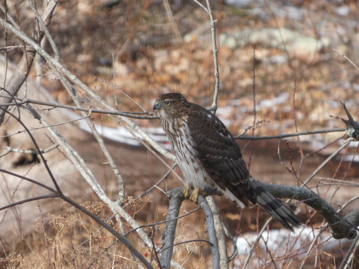 Cooper Atmacası - ML647246015