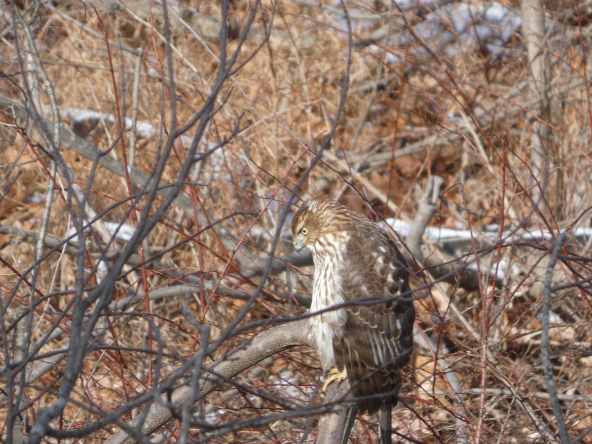 Cooper Atmacası - ML647246016