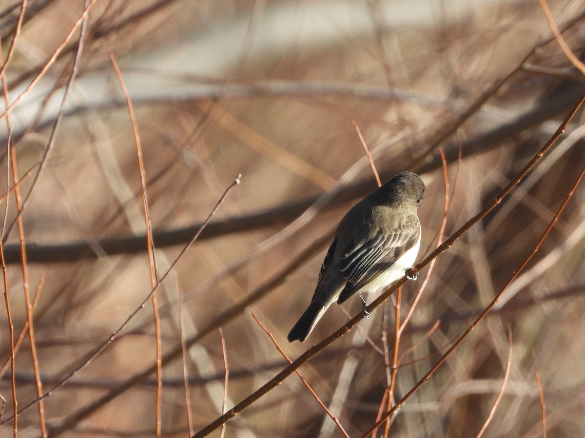 Eastern Phoebe - ML647246017