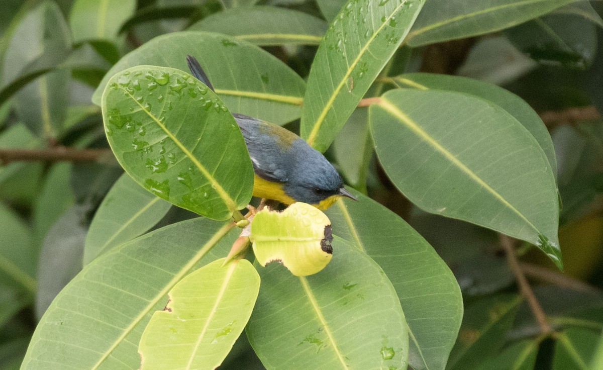 Tropical Parula - ML647246029