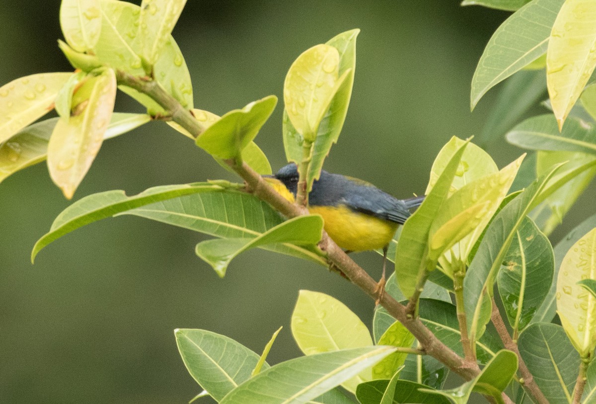 Tropical Parula - ML647246030