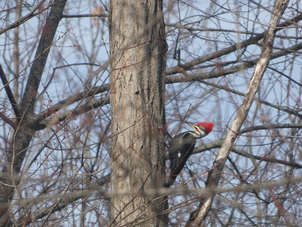 Kuzey Amerika Kara Ağaçkakanı - ML647246049