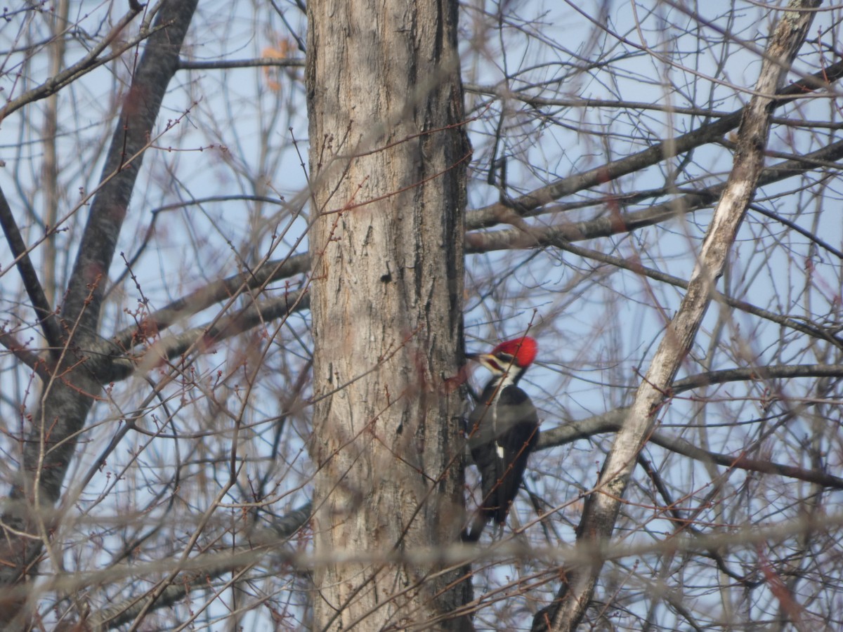 Kuzey Amerika Kara Ağaçkakanı - ML647246050