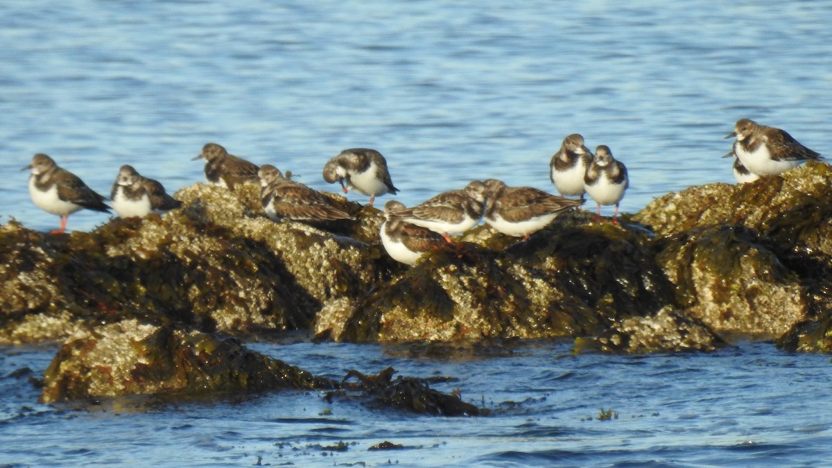 Ruddy Turnstone - ML647246055