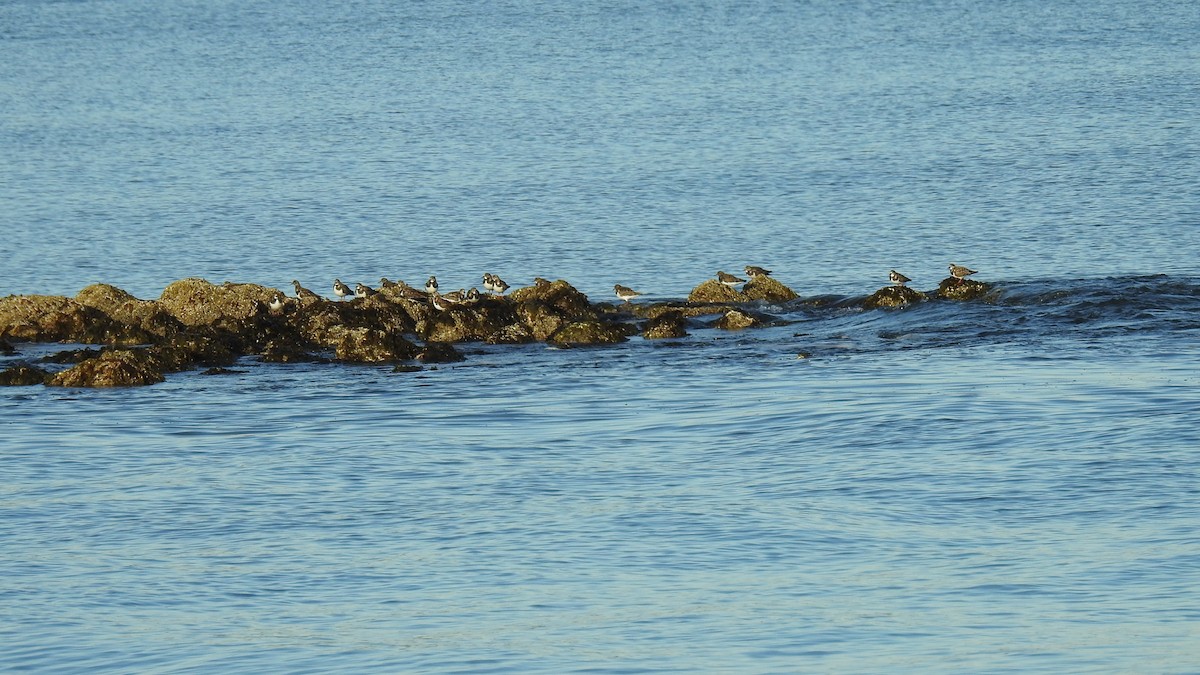 Ruddy Turnstone - ML647246058