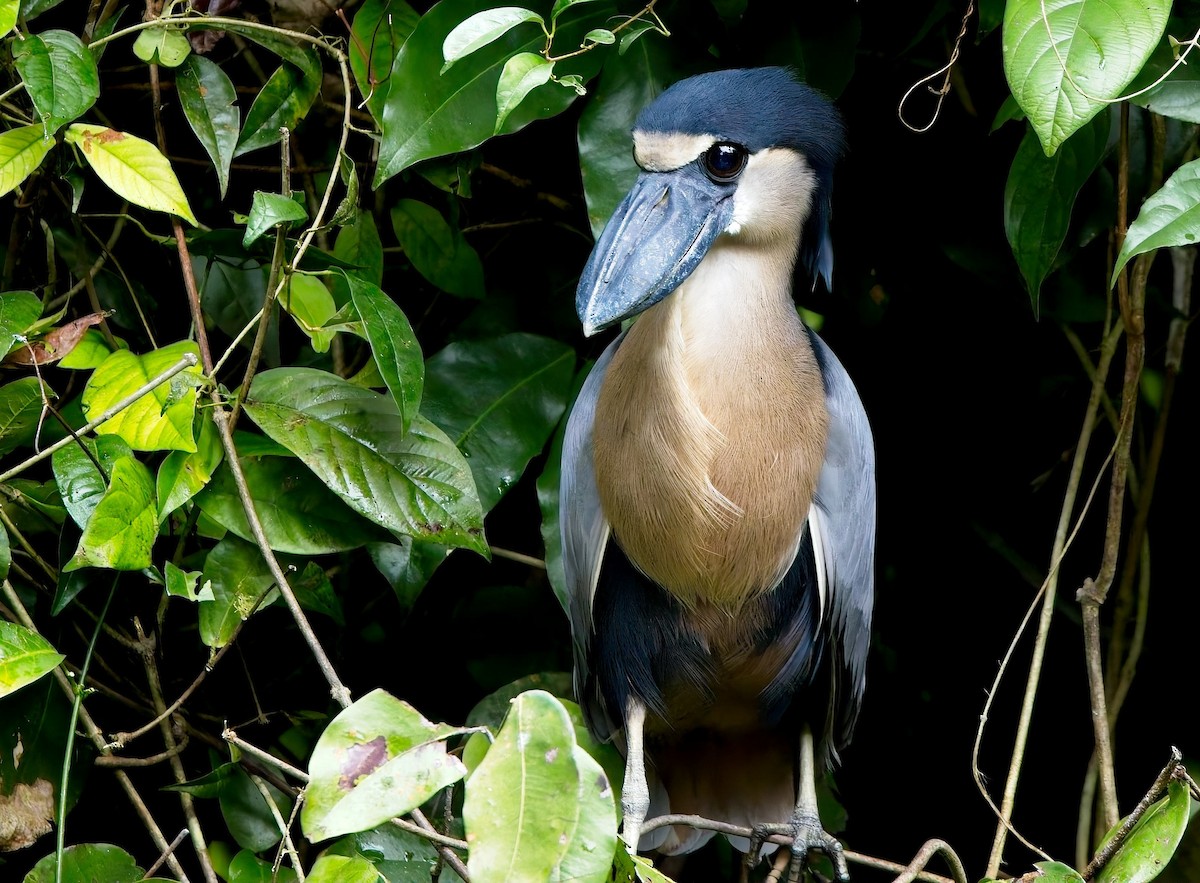 Boat-billed Heron - ML647246063