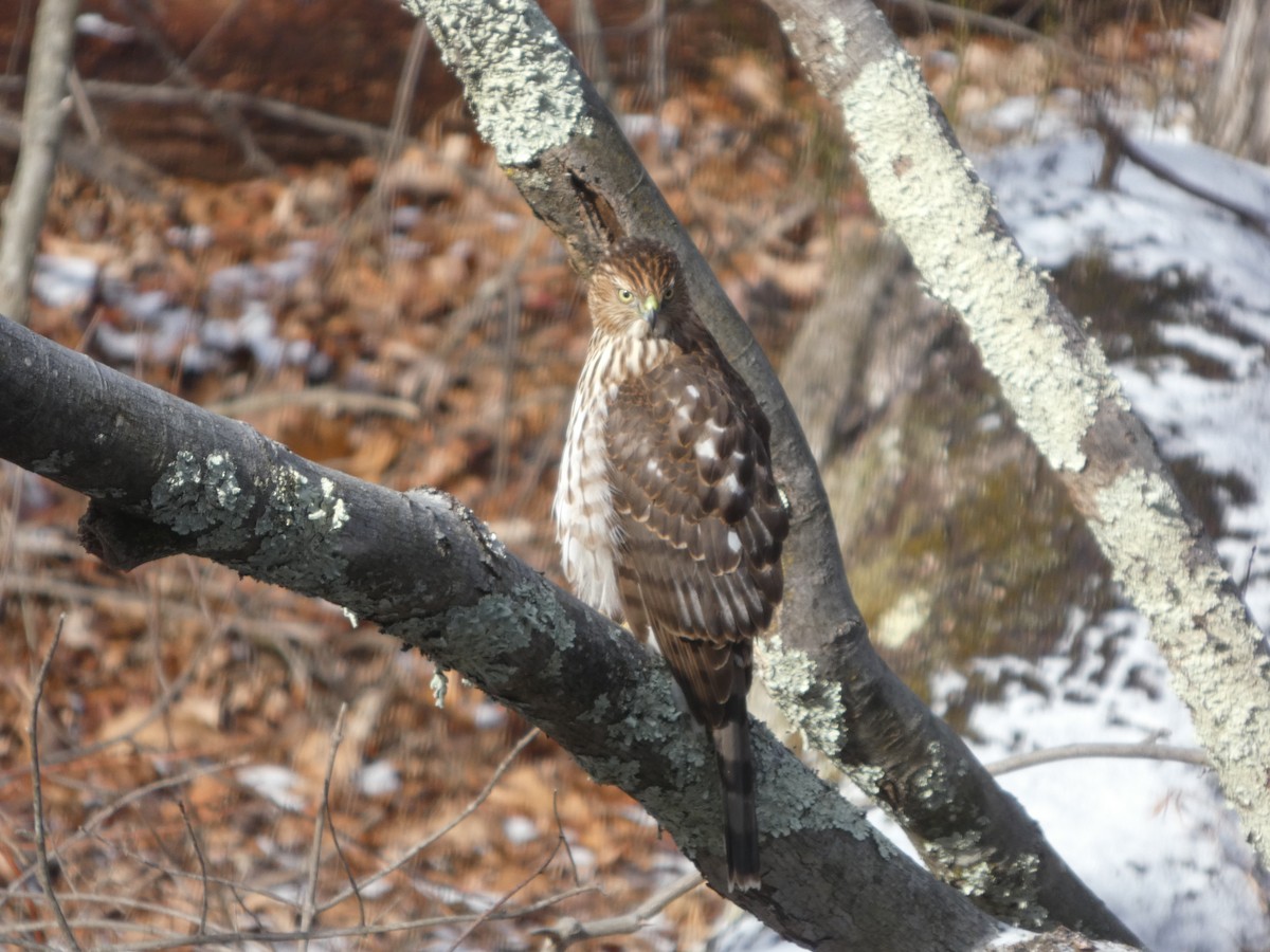 Cooper Atmacası - ML647246067