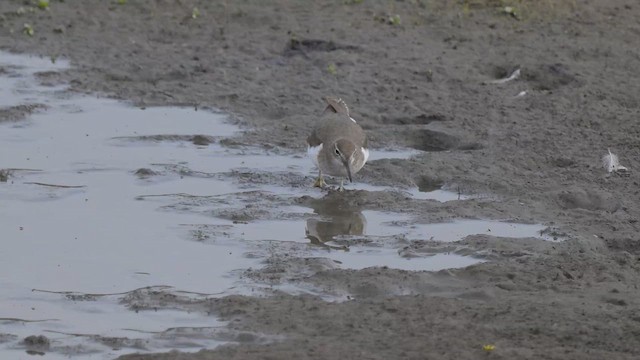 Kuliska orbanduna - ML647246081