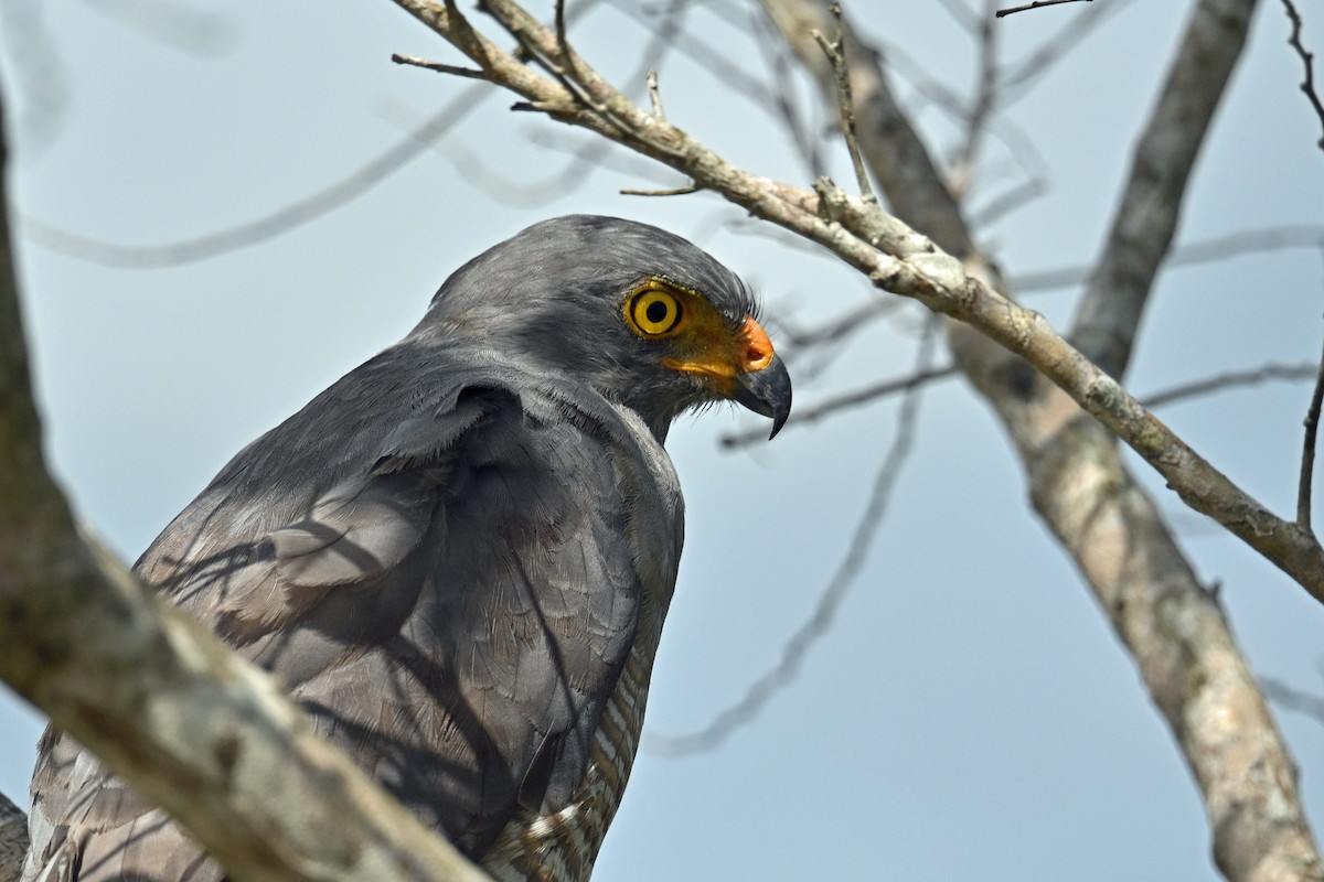 káně krahujová - ML647246089