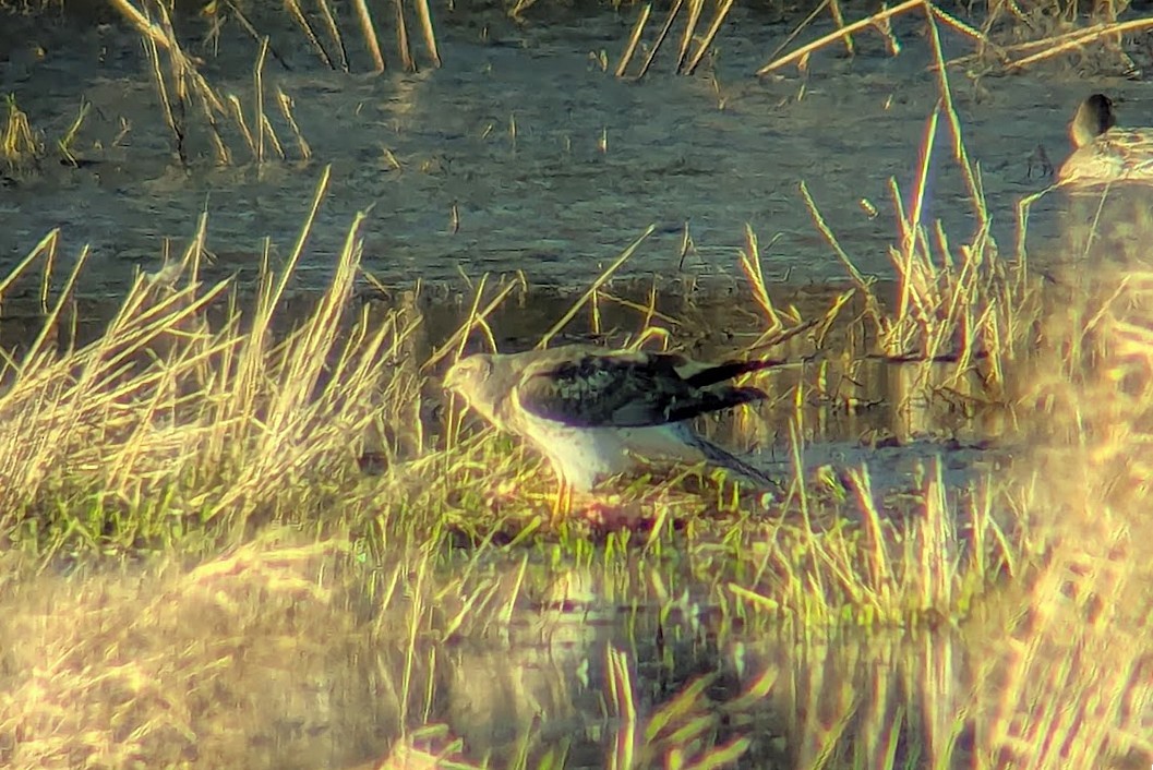 Northern Harrier - ML647246097