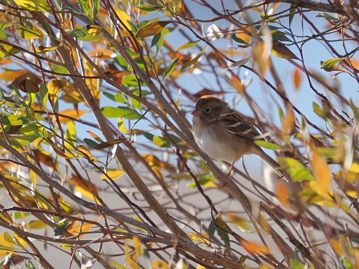 Field Sparrow - ML647246102