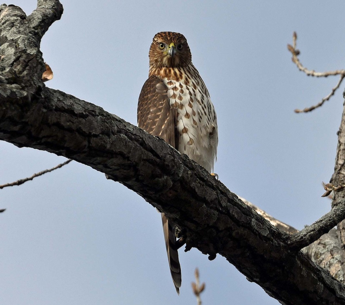 Cooper's Hawk - ML647246109