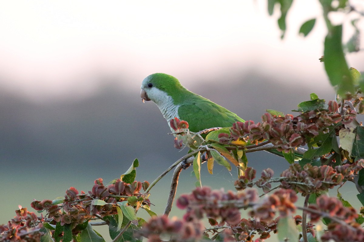 Monk Parakeet - ML64724611