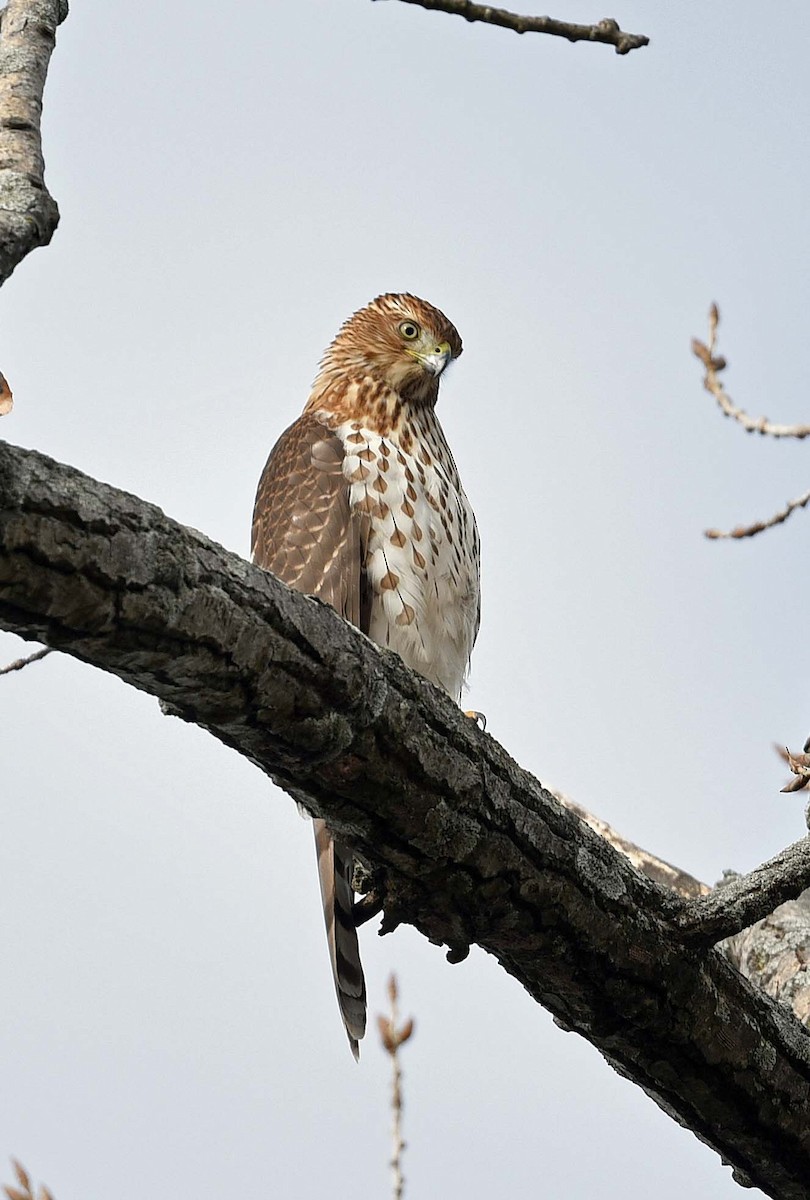 Cooper's Hawk - ML647246116