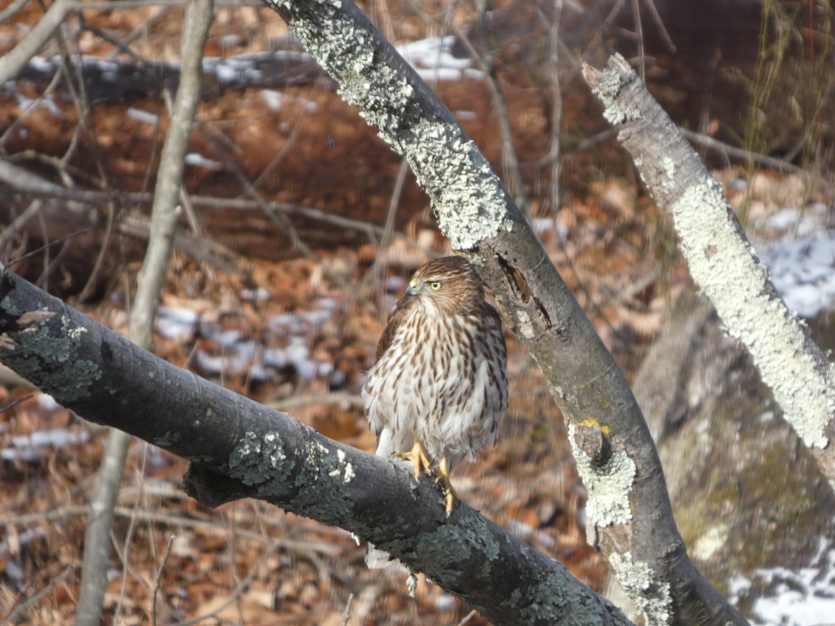 Cooper Atmacası - ML647246132