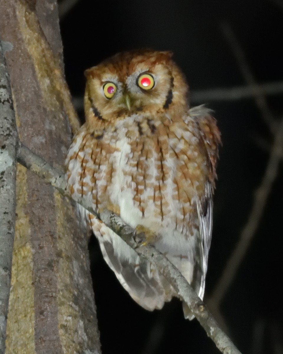 Eastern Screech-Owl - ML647246154