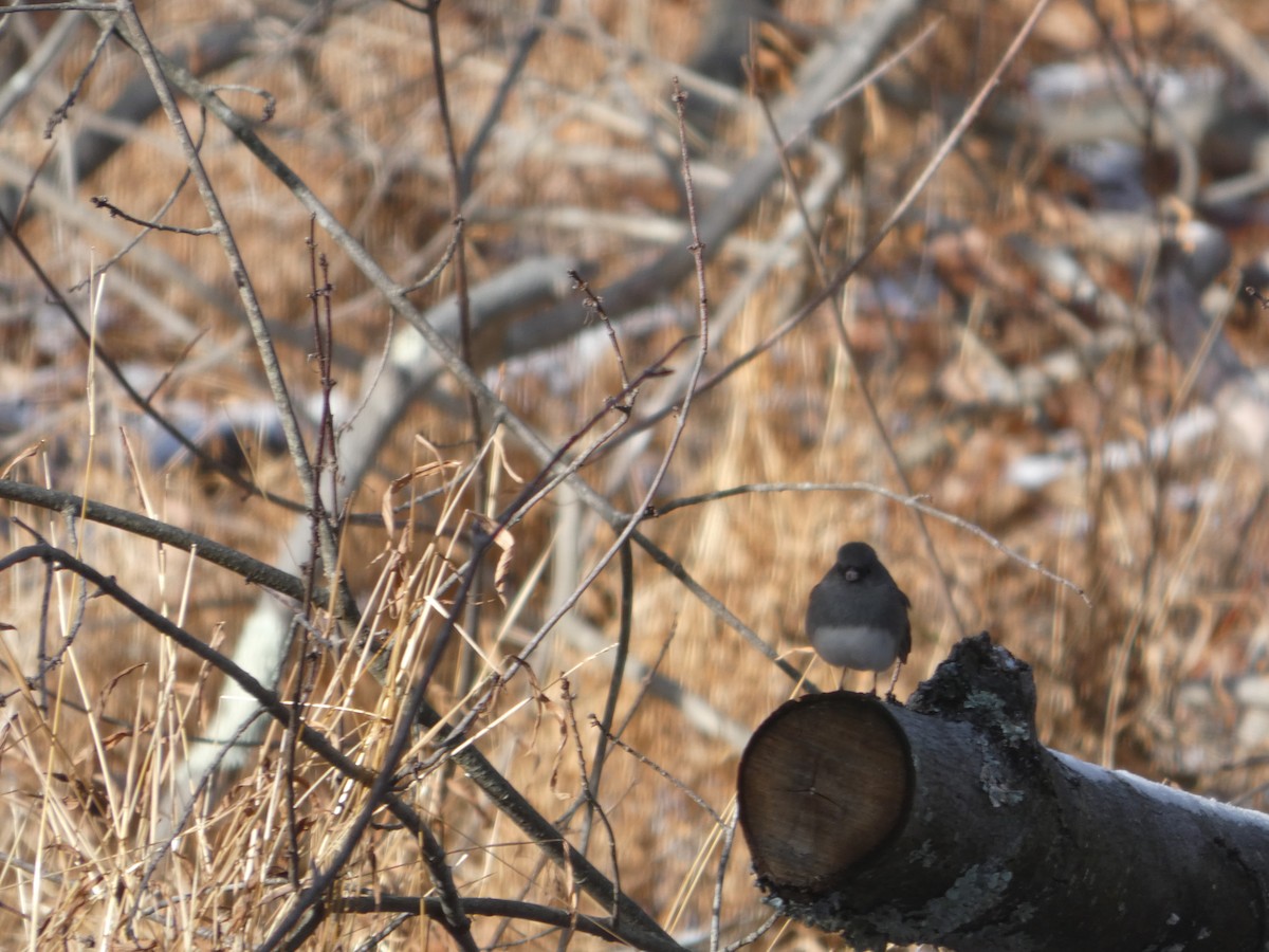 Kara Gözlü Junko (hyemalis/carolinensis) - ML647246155