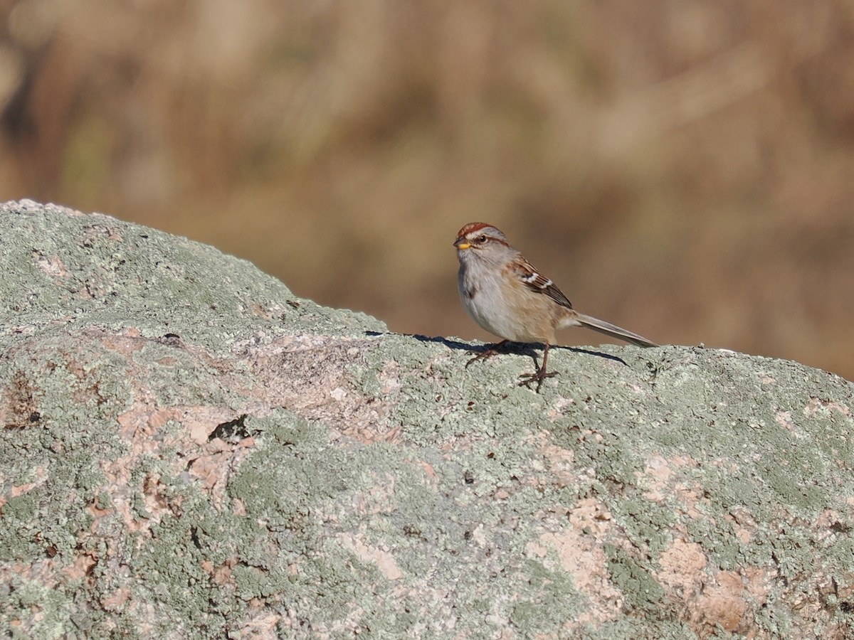 American Tree Sparrow - ML647246163