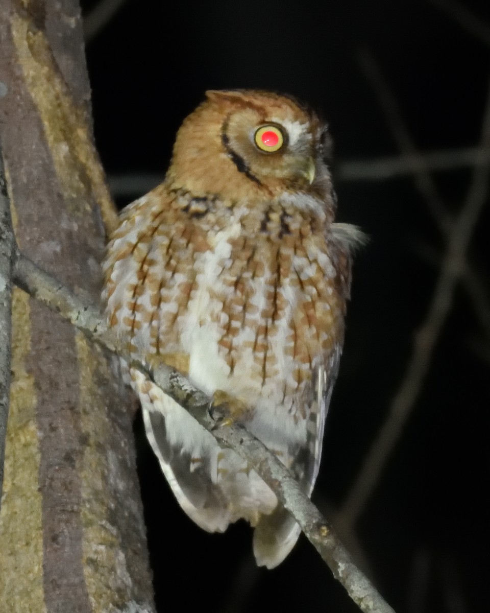 Eastern Screech-Owl - ML647246165