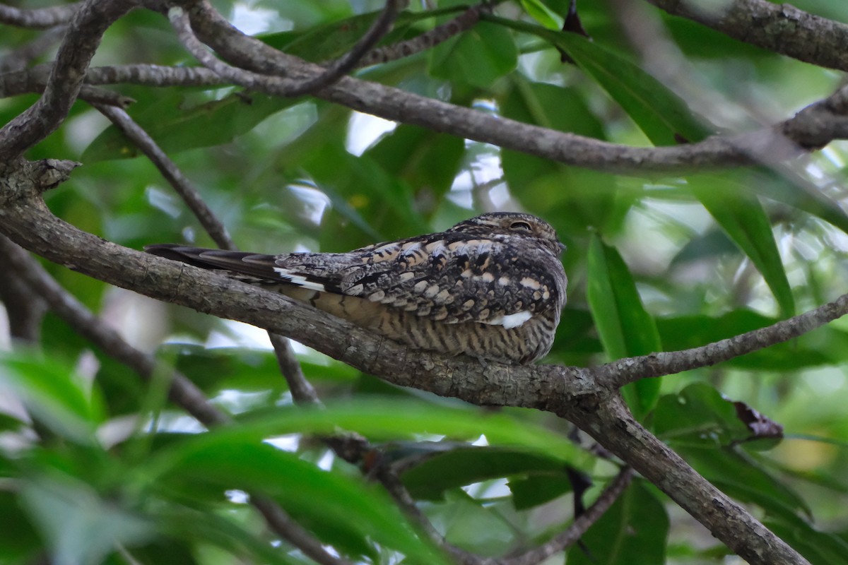 Lesser Nighthawk - ML647246181