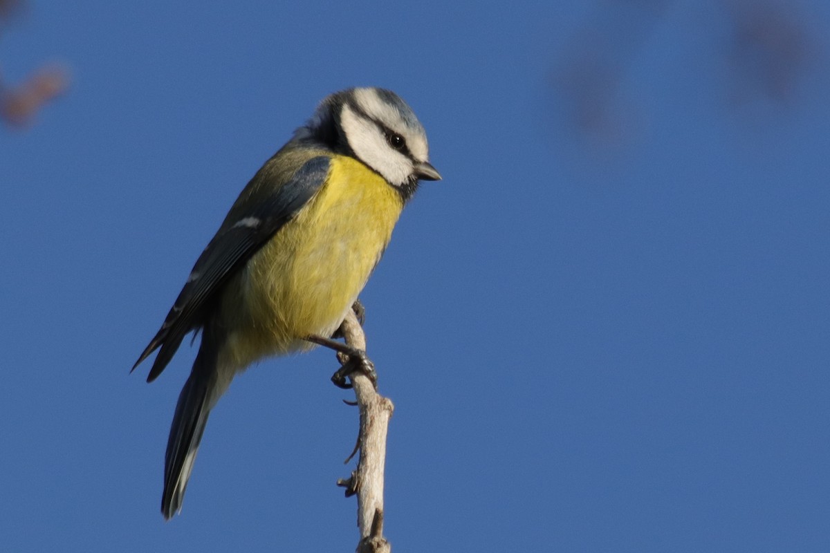 Herrerillo Común - ML647246191