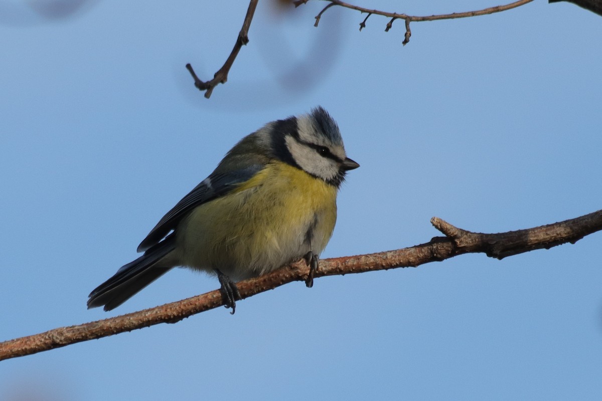 Herrerillo Común - ML647246192